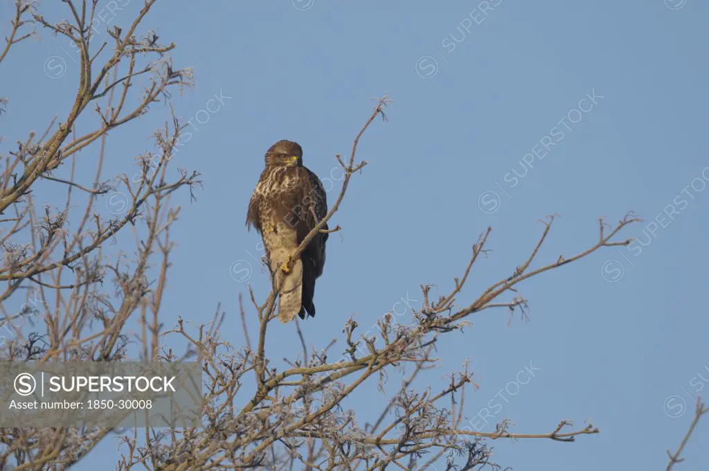 Scotland, Perthshire, Bird Of Prey Perched In Tree During Winter Frost.