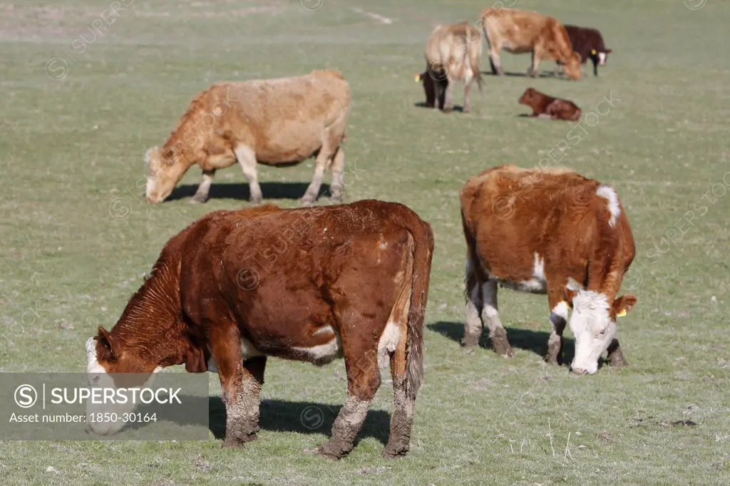 Agriculture, Farming, Animals, Cattle Grazing On The South Downs Near Ditchling  East Sussex  England.