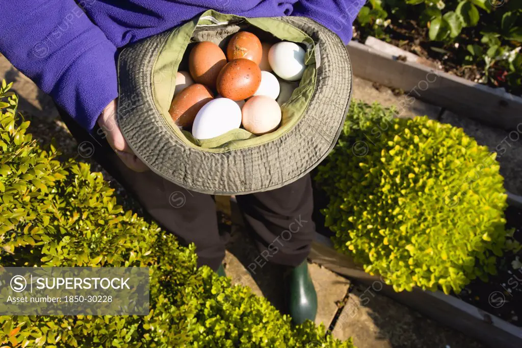 Agriculture, Poultry, Eggs, Lady In Her Allotment Holding A Hat Containing A Variety Of Free Range Eggs That She Has Collected From Her Hens.