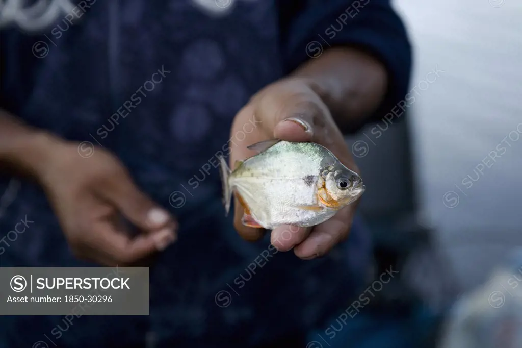 Venezuela, Amacuro Delta State, Delta Del Orinoco, Pemon Tribes Mans Hands Holding On One Hand An Alive Piranha Fish And On The Other The Hook With The Bait  Shoot With A Small Depth Of Field.