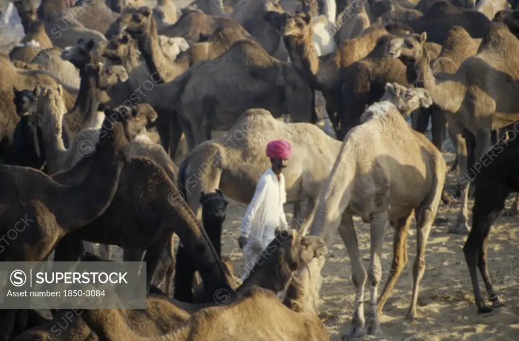India, Rajasthan, Pushkar , Camel Fair With Man Wearing Pink Turban Walking Amongst Camels