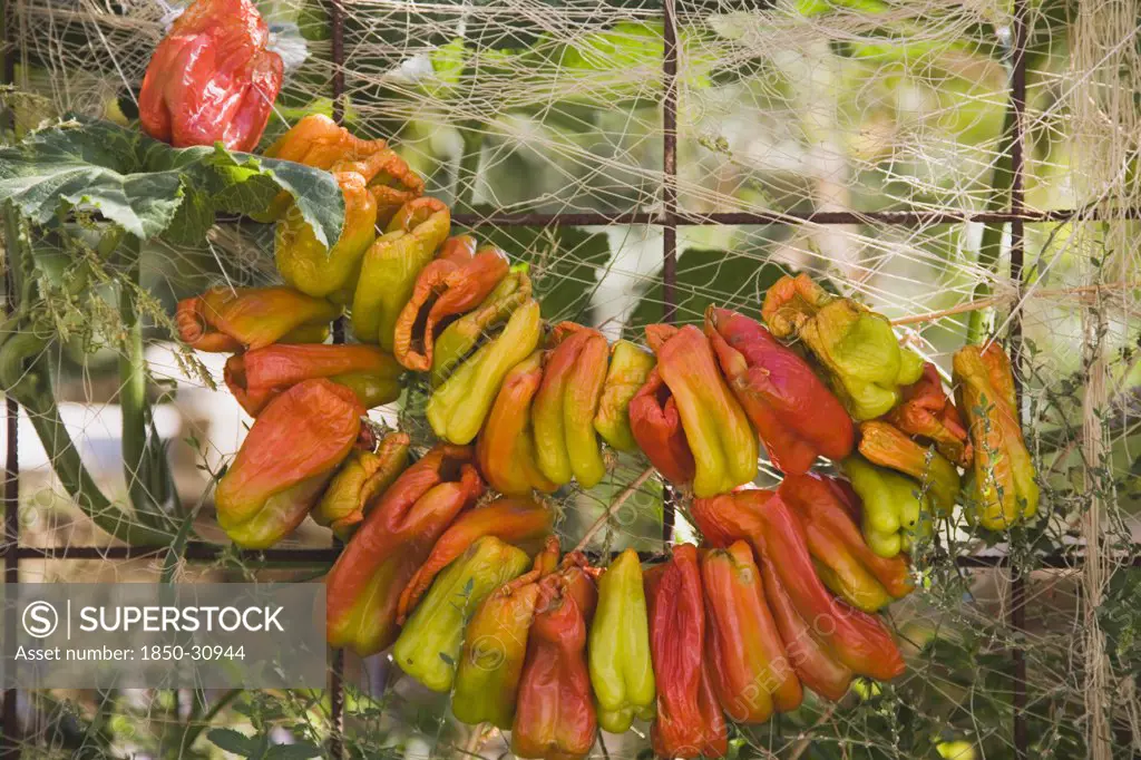 Turkey Aydin Province KUSAdasi, Strings of brightly coloured chilies hung up to dry