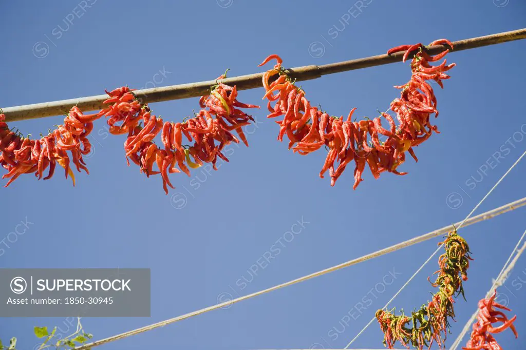 Turkey Aydin Province KUSAdasi, Strings of brightly coloured chilies hanging up to dry in the old town