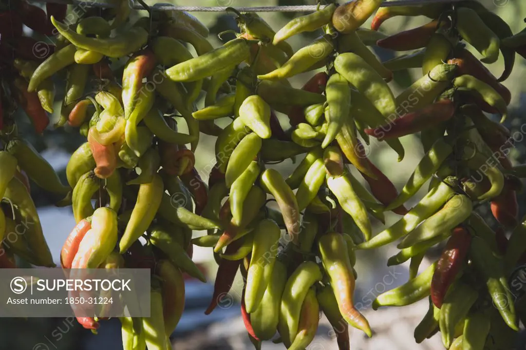 Turkey Aydin Province KUSAdasi, Strings of green chilies begining to turn red  hung up to  dry