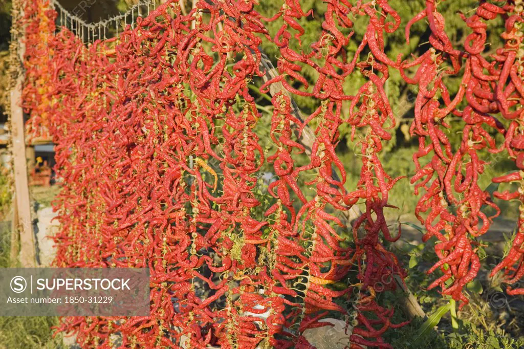 Turkey Aydin Province Sirince, Strings of brightly coloured chilies hanging up to dry
