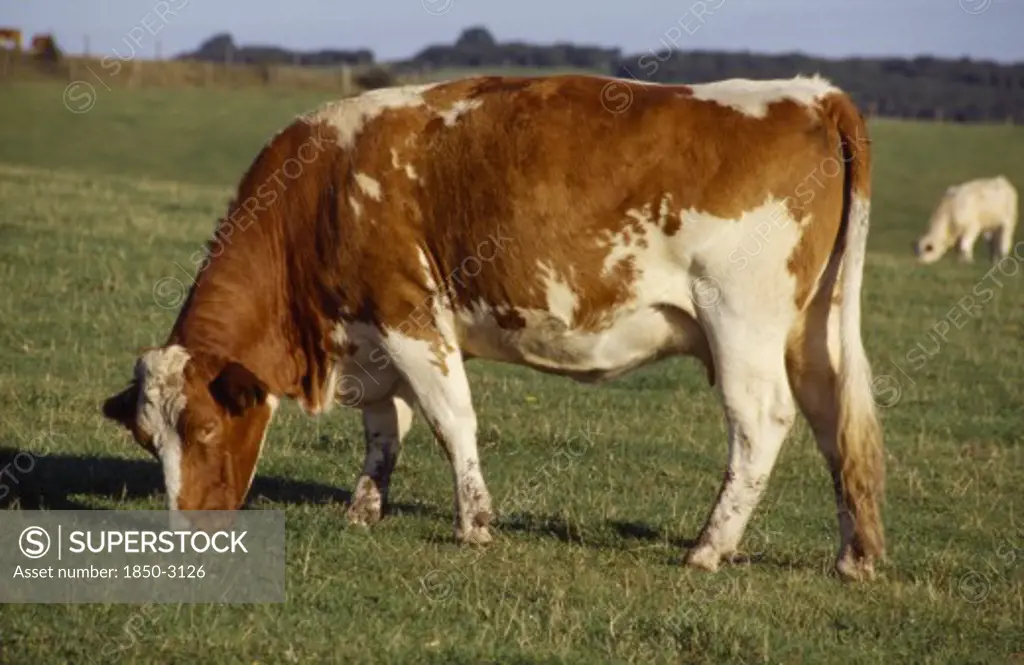 Agriculture, Livestock, Cattle, Red And White Cow Grazing In A Field In The South Downs.