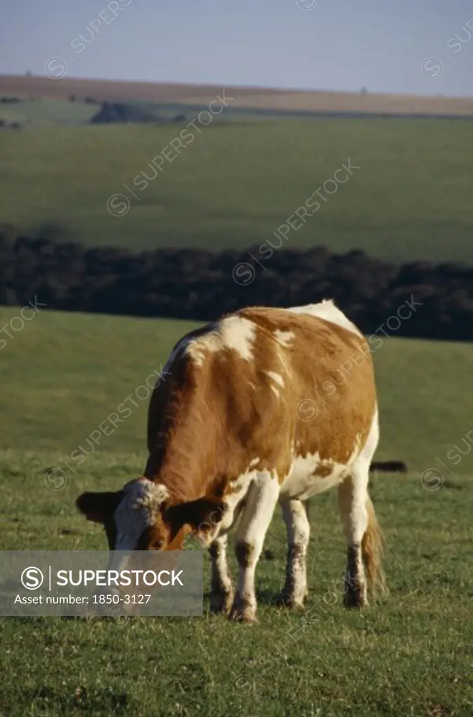 England, Sussex, South Downs, Single Red And White Cow Grazing In A Field.