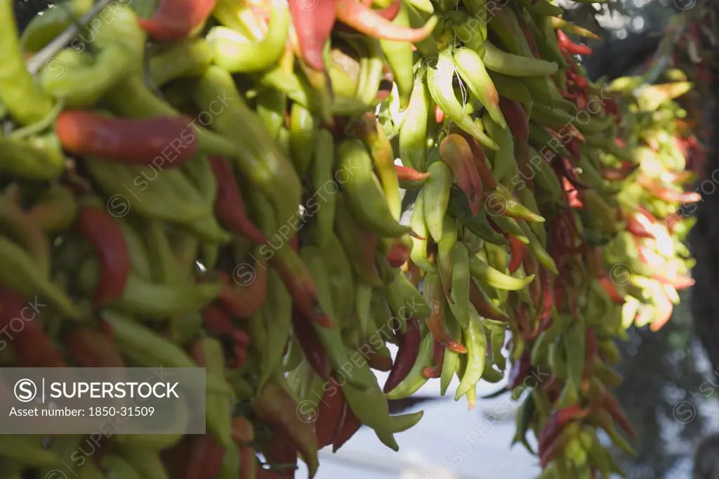 Turkey Aydin Province KUSAdasi, Strings of brightly coloured chilies hanging up to dry