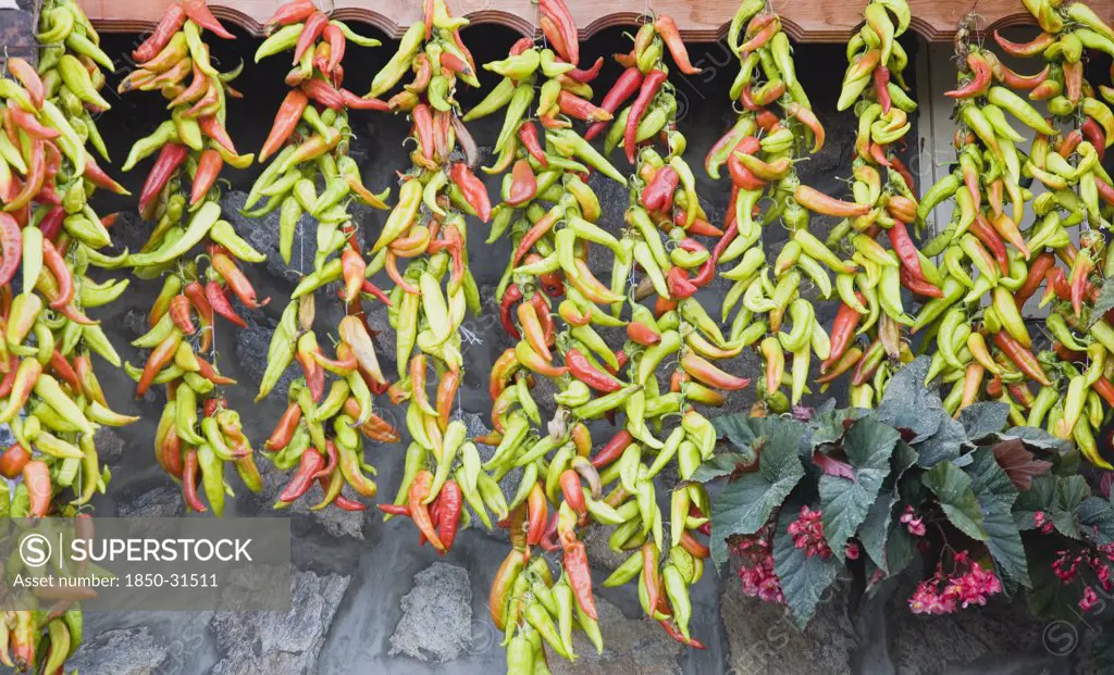 Turkey Aydin Province Sirince, Strings of brightly coloured chilies hanging up to dry