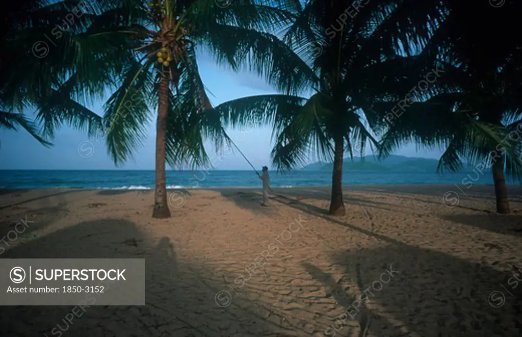 Vietnam, South , Nha Trang , Sandy Beach With Palms Looking Toward The Sea