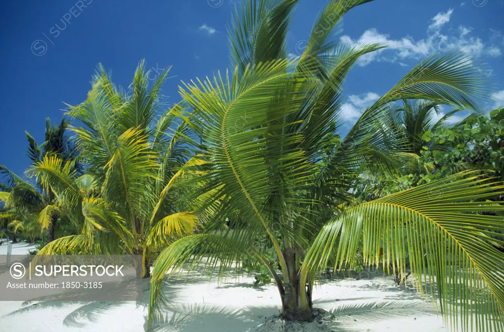 West Indies, Jamaica , Negril , 'Palms Growing On Sandy Beach, Blue Sky And White Clouds Behind.'