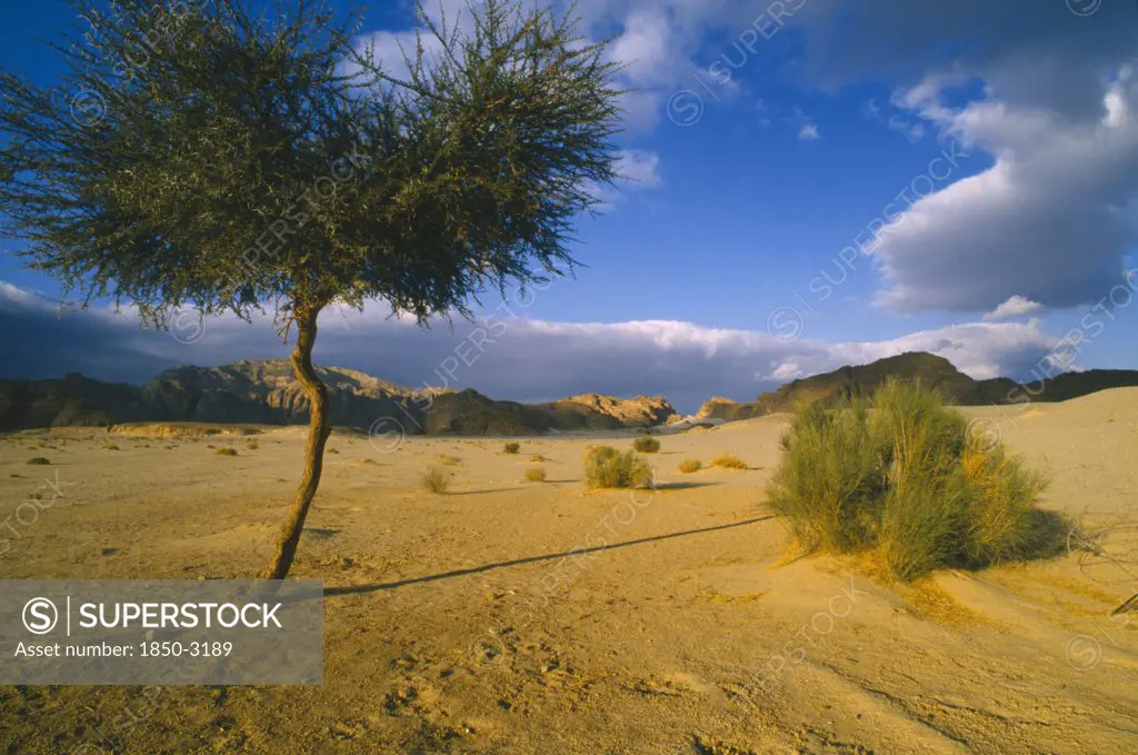 Egypt,  , Sinai, Semi Desert Landscape Outside Nuweiba On The Road To St CatherineS