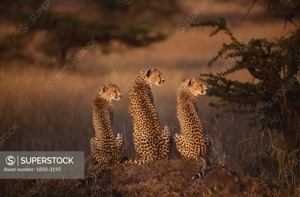 Kenya, Masai Mara, Cheetah With Two Cubs Sitting On A Mound With All Three Looking To The Right