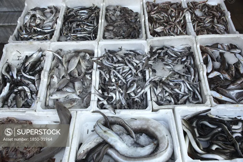 Albania, Tirane, Tirana, Display of fish for sale in the Avni Rustemi market.