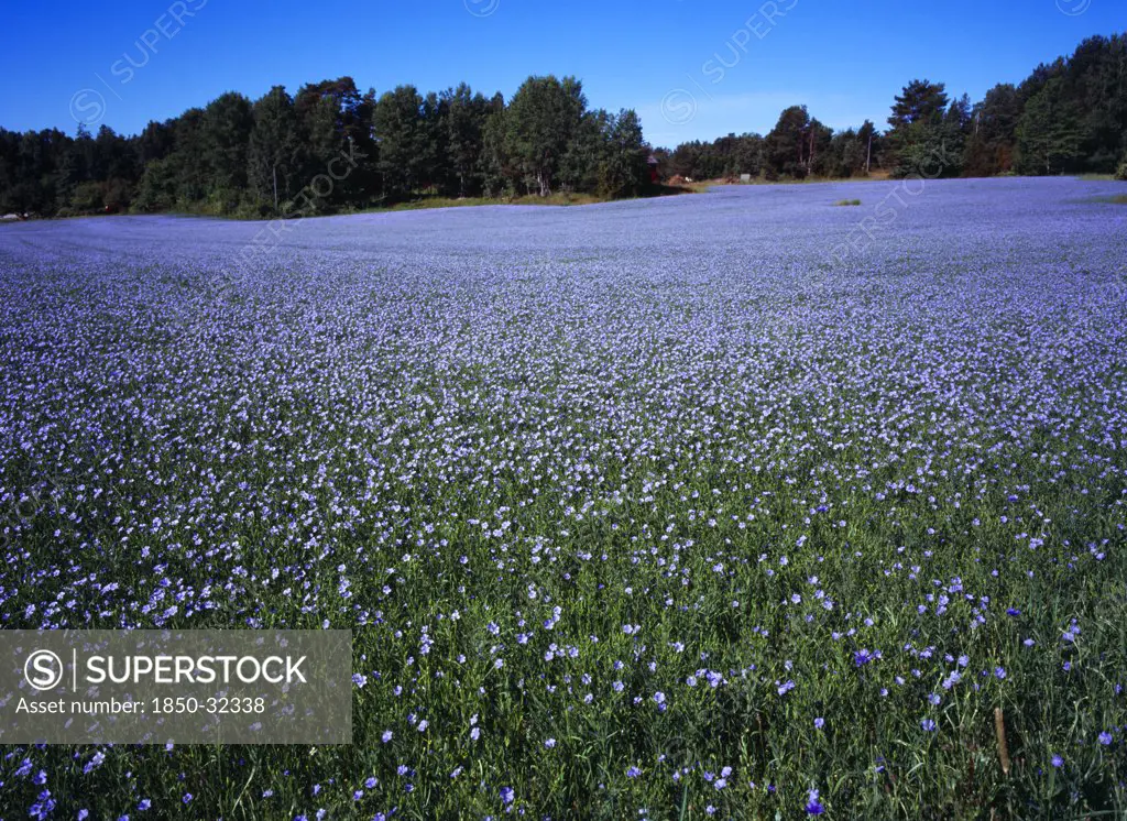 Sweden, Vastergotland, Kallandso, Field of cultivated flax  Linum usitatissimum. Used to make cloth  linseed oil and cattle feed.