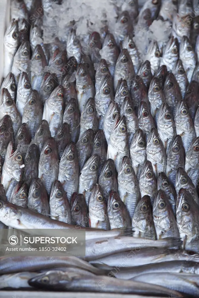 Albania, Tirane, Tirana, Display of sardines for sale in the Avni Rustemi Market.