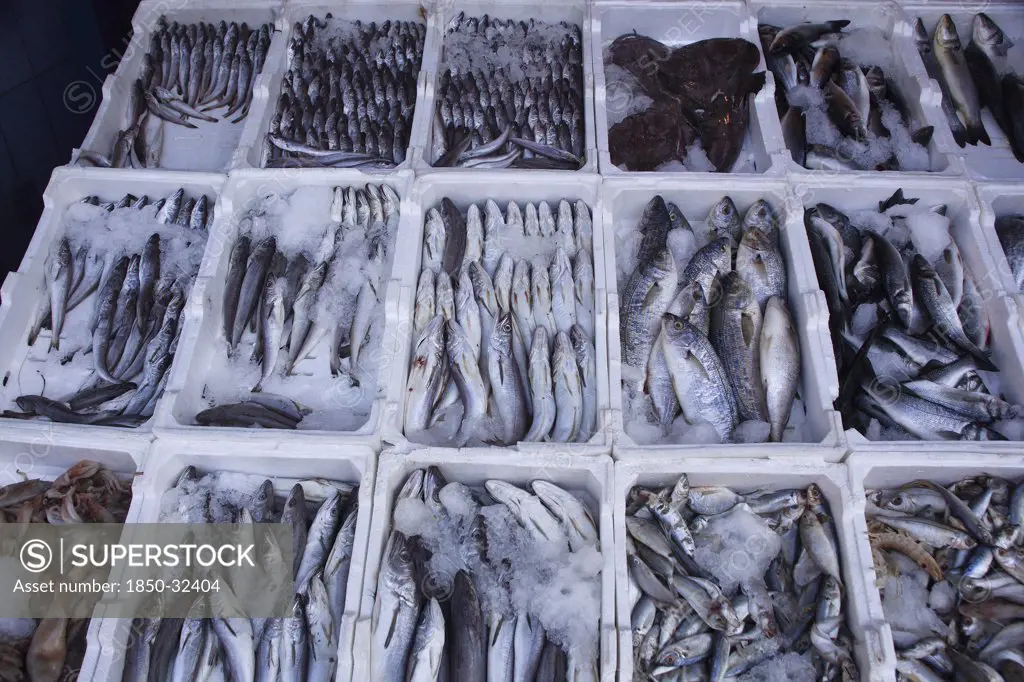 Albania, Tirane, Tirana, Display of fish for sale in the Avni Rustemi Market.