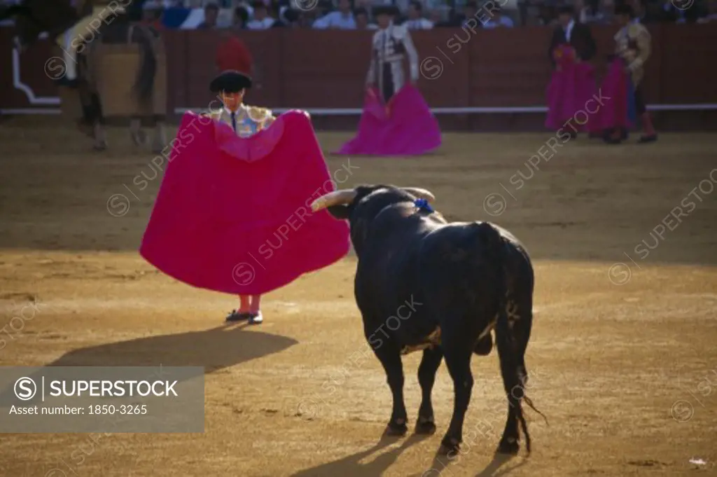 Spain, Andalucia , Seville, Matador Standing In Front Of A Bull With His Cape Raised In The Arenal Bullring