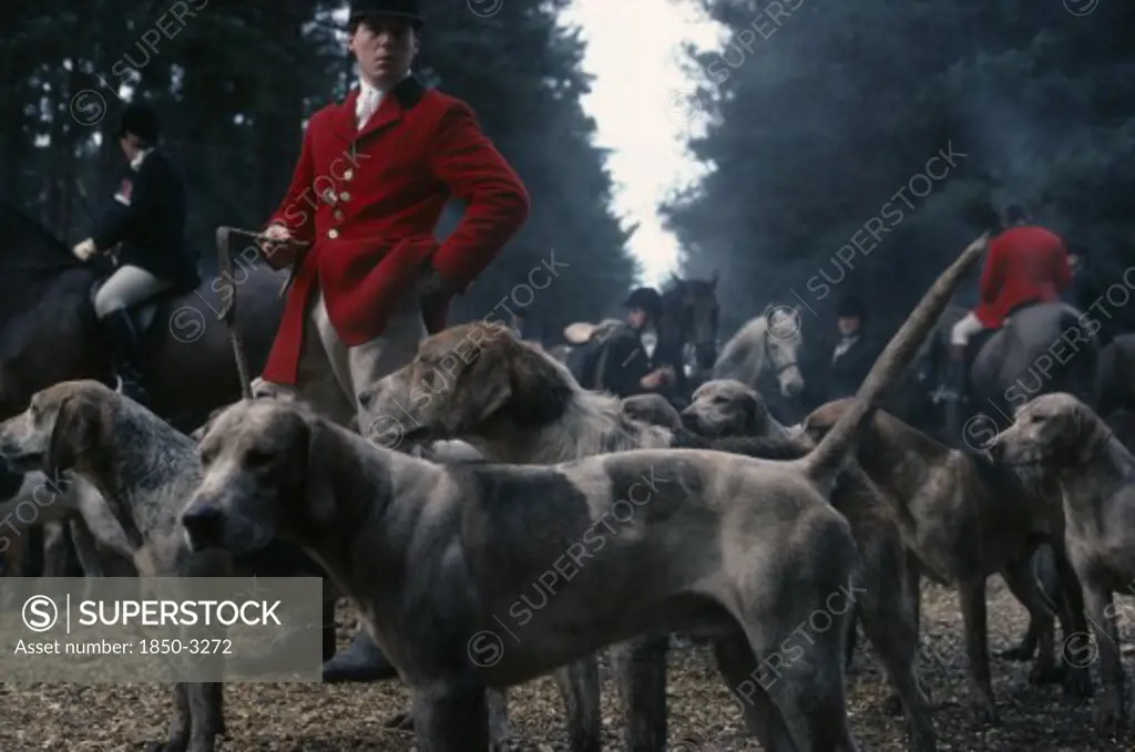 Sport, Equestrian , Fox Hunting, Men In Traditional Dress Standing With Pack Of Hounds