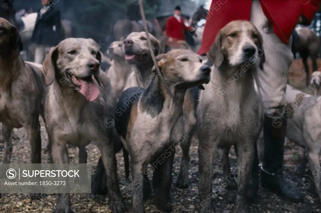 Sport , Equestrian , Fox Hunting, Men In Traditional Dress Standing With Pack Of Hounds