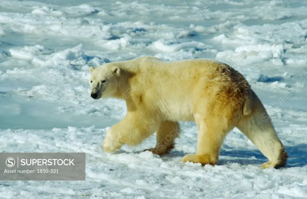Wildlife, Bears, Polar Bear (Ursus Maritimus) Walking On Snow At Hudson Bay Near Churchill Canada