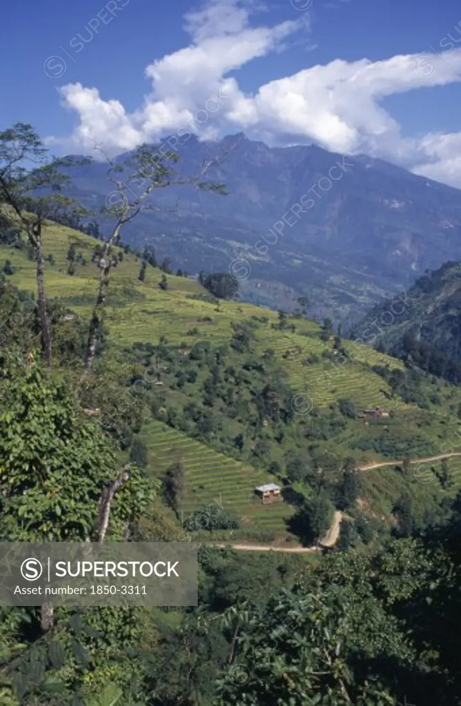 India, West Sikkim Landscape, Agriculture, Terraced Hillside With Mountain Backdrop Part Framed By Treetops.