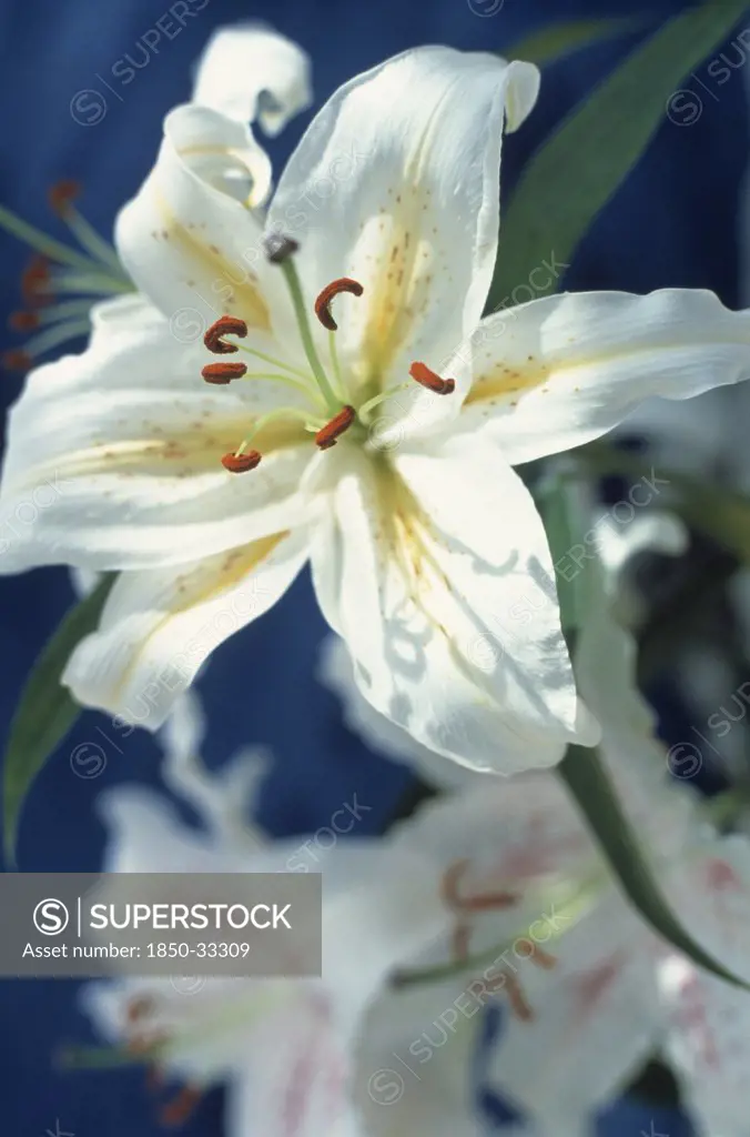 Lilium aurantum var platyphyllum, Lily, Golden-rayed lily