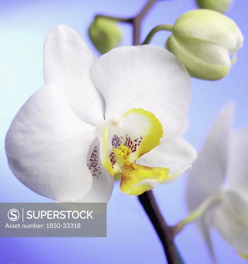 Phalaenopsis 'Jupiter', Orchid, Moth orchid