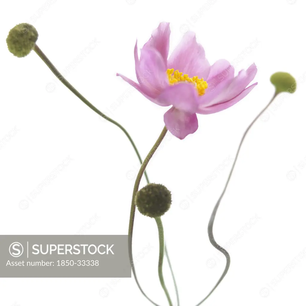 Anemone japonica , Anemone, Japanese anemone