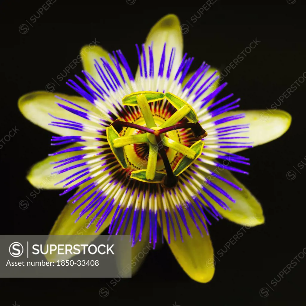 Passiflora, Passion flower