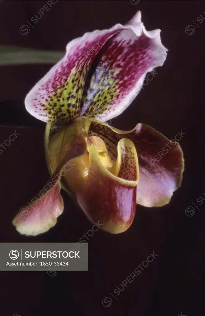 Paphiopedilum, Orchid