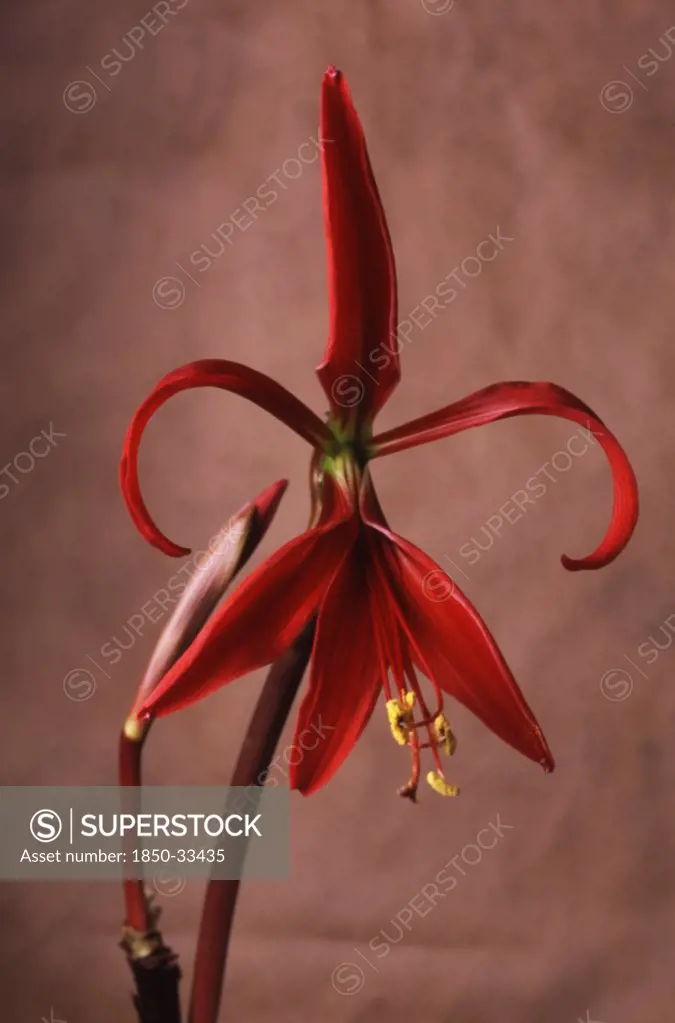 Sprekelia formosissima, Jacobean lily