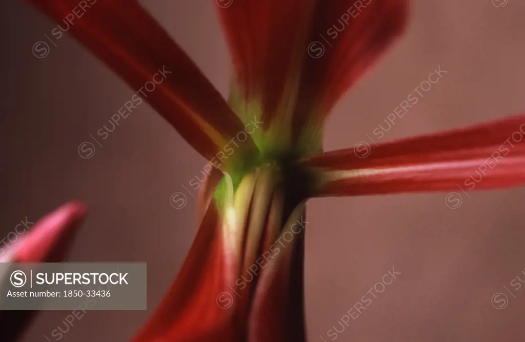 Sprekelia formosissima, Jacobean lily