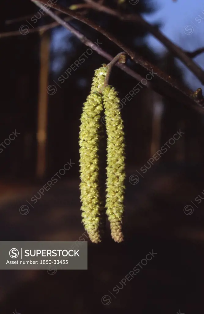 Corylus avellana, Hazel, Cob-nut