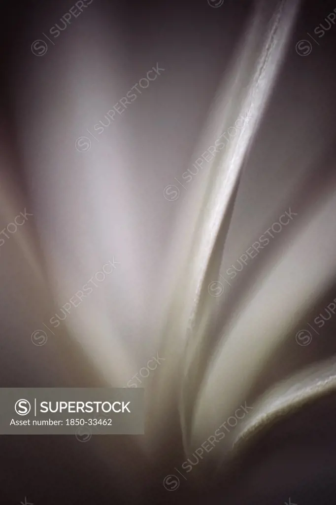 Echinopsis, Cactus