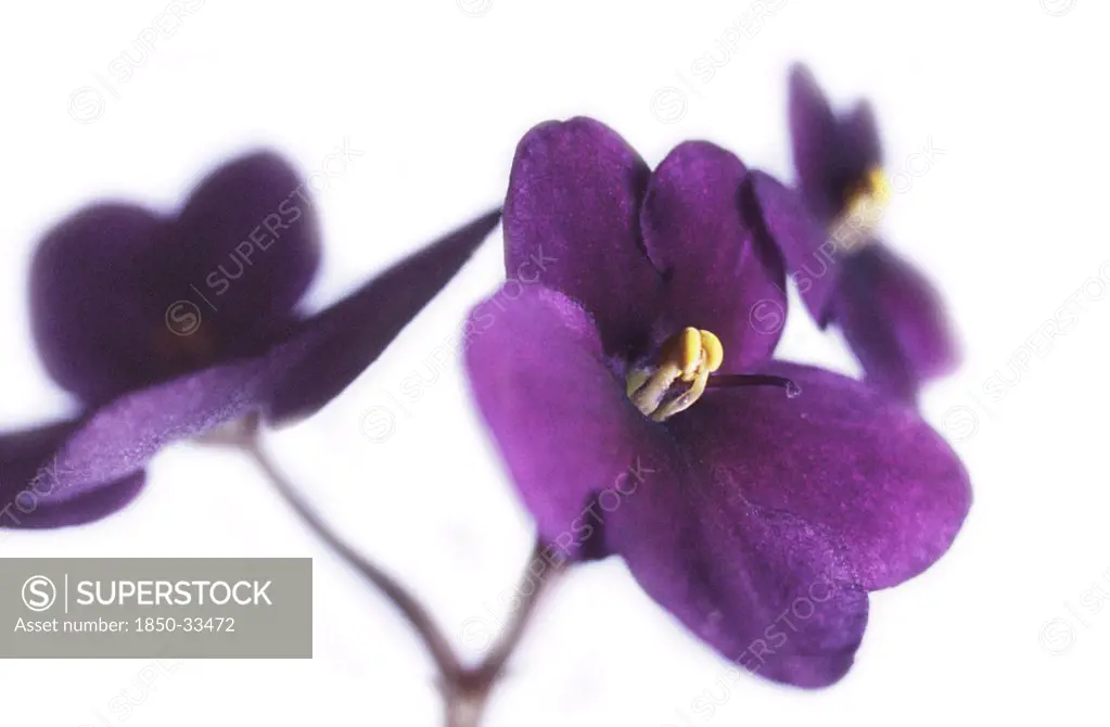 Saintpaulia, African violet