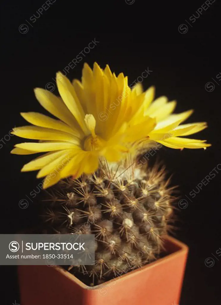 Parodia formosa, Cactus