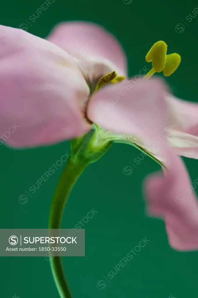 Eustoma 'Piccolo Pink', Lisianthus
