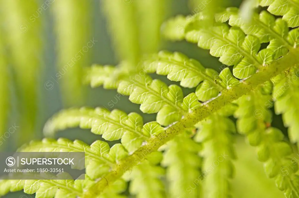 Dicksonia antartica, Fern, Tree fern