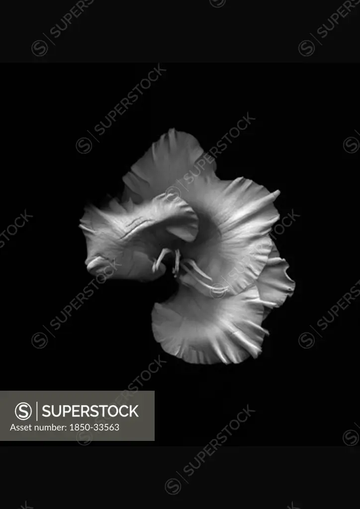 Gladiolus 'White Ice', Gladiolus
