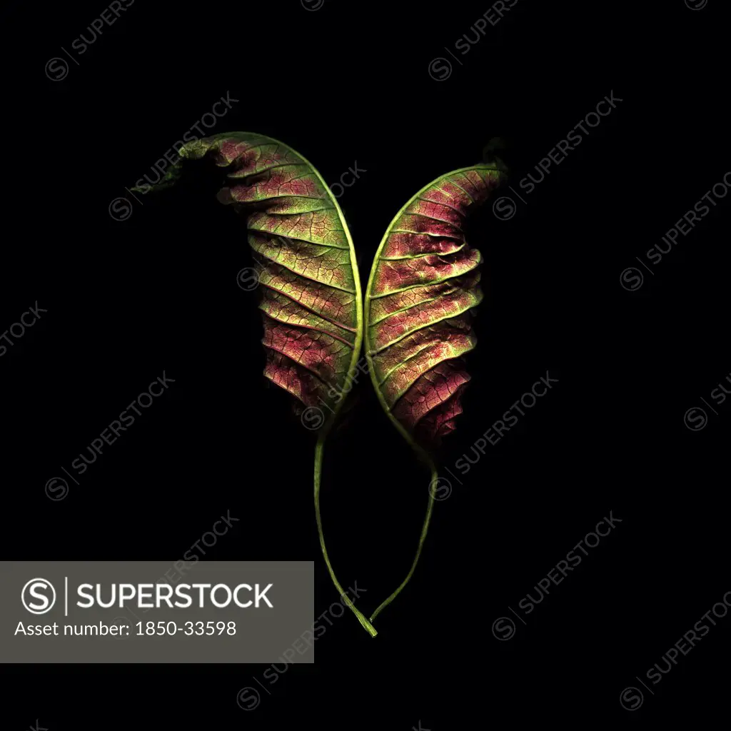 Euphorbia pulcherrima, Poinsettia