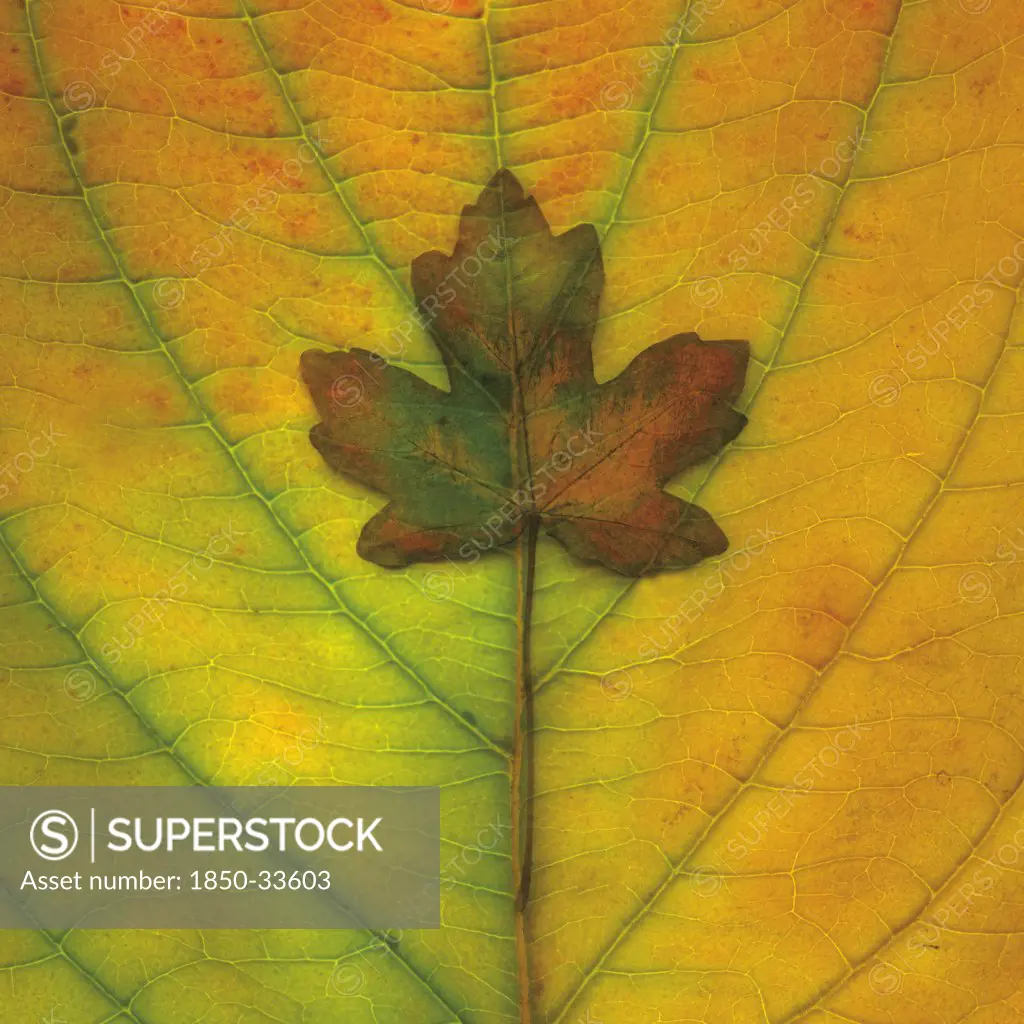 Acer platanoides, Maple, Norway maple