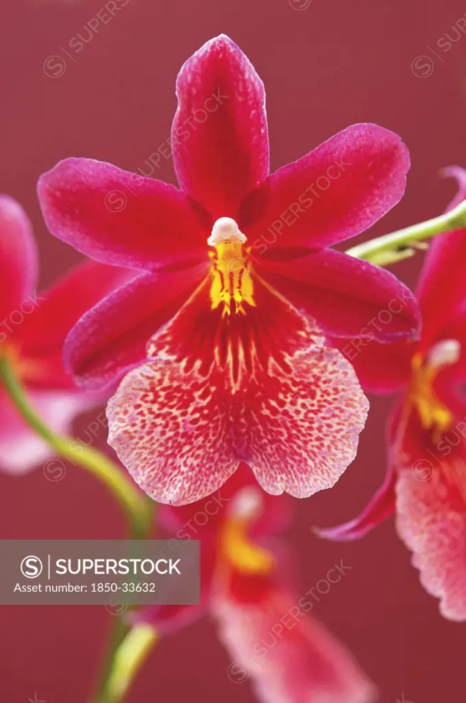 Cymbidium, Orchid