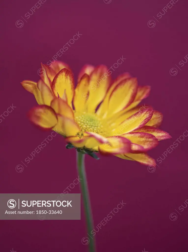 Chrysanthemum 'Roma', Chrysanthemum