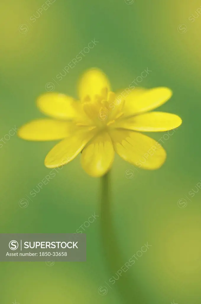Ranunculus ficaria, Celandine