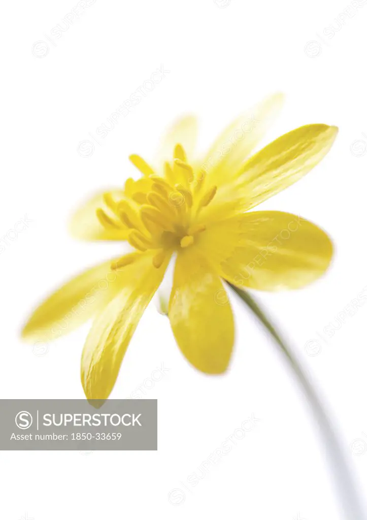 Ranunculus ficaria, Celandine