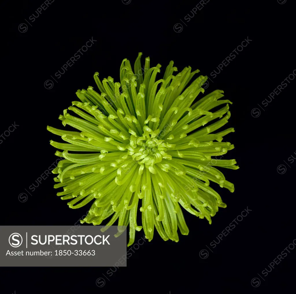 Chrysanthemum 'Shamrock', Chrysanthemum