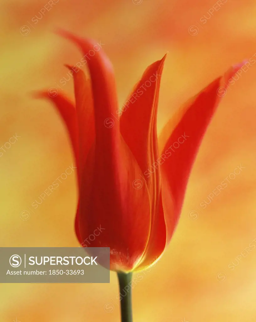 Tulipa 'Ballerina', Tulip