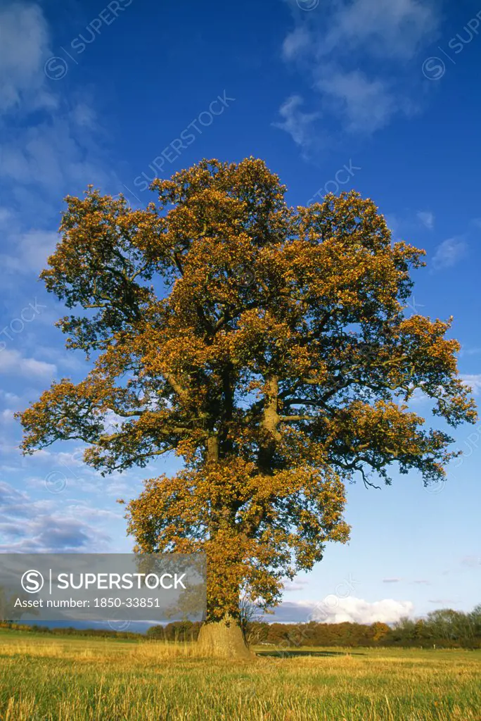 Quercus robur, Oak