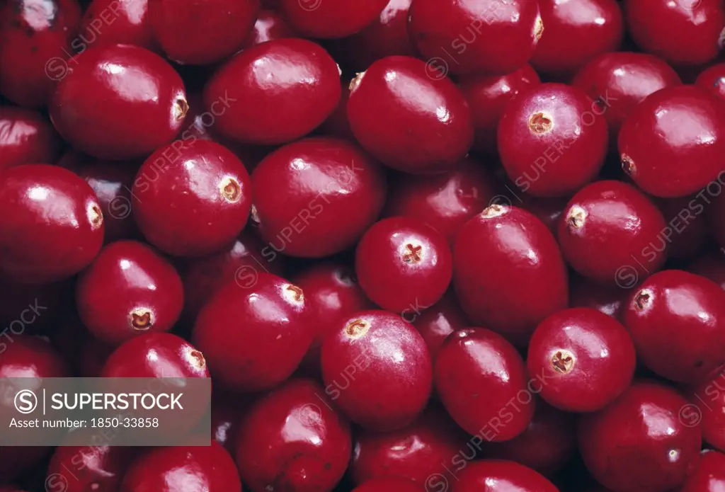 Vaccinium oxycoccos, Cranberry